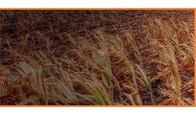 Kuraklıkta var &#039;&#039;DOĞAL afetlerden kaynaklanan küresel ekonomik kayıplar 368 milyar dolar oldu&#039;&#039;