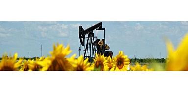 Biyokütle enerji santral sayısı 378'e çıktı