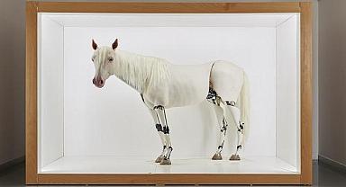 Beygir Gücü sergisi - Rahmi Koç Müzesi …