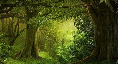 Teknosa’nın karton torbaları ormana dönüşüyor