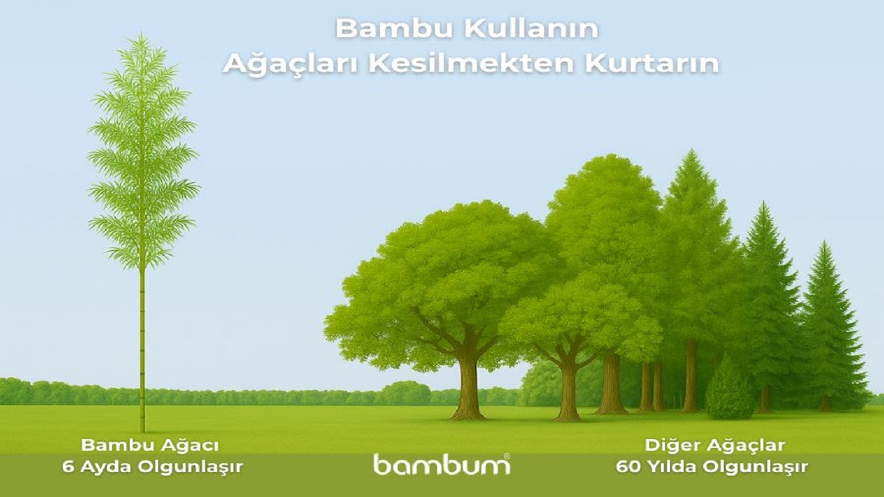 ÇEVRE HABERLERİ &#039;&#039;Bambu ağacı 6 ayda ...&#039;&#039;