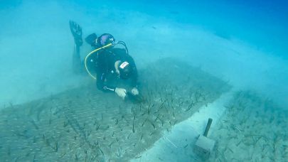 Garanti BBVA-TURMEPA '2 bin Yaşında Deniz Çayırı Keşfedildi'