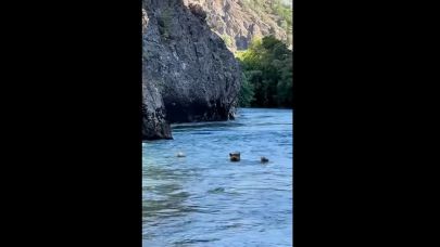 Ayılar da yüzer 'BOZ ayı ve yavruları'