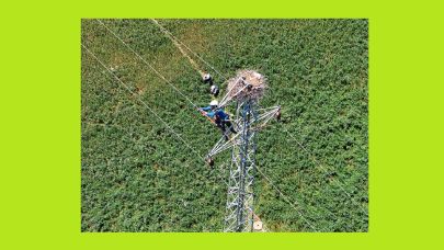 Fırat EDAŞ ''Leylekler Güvende''