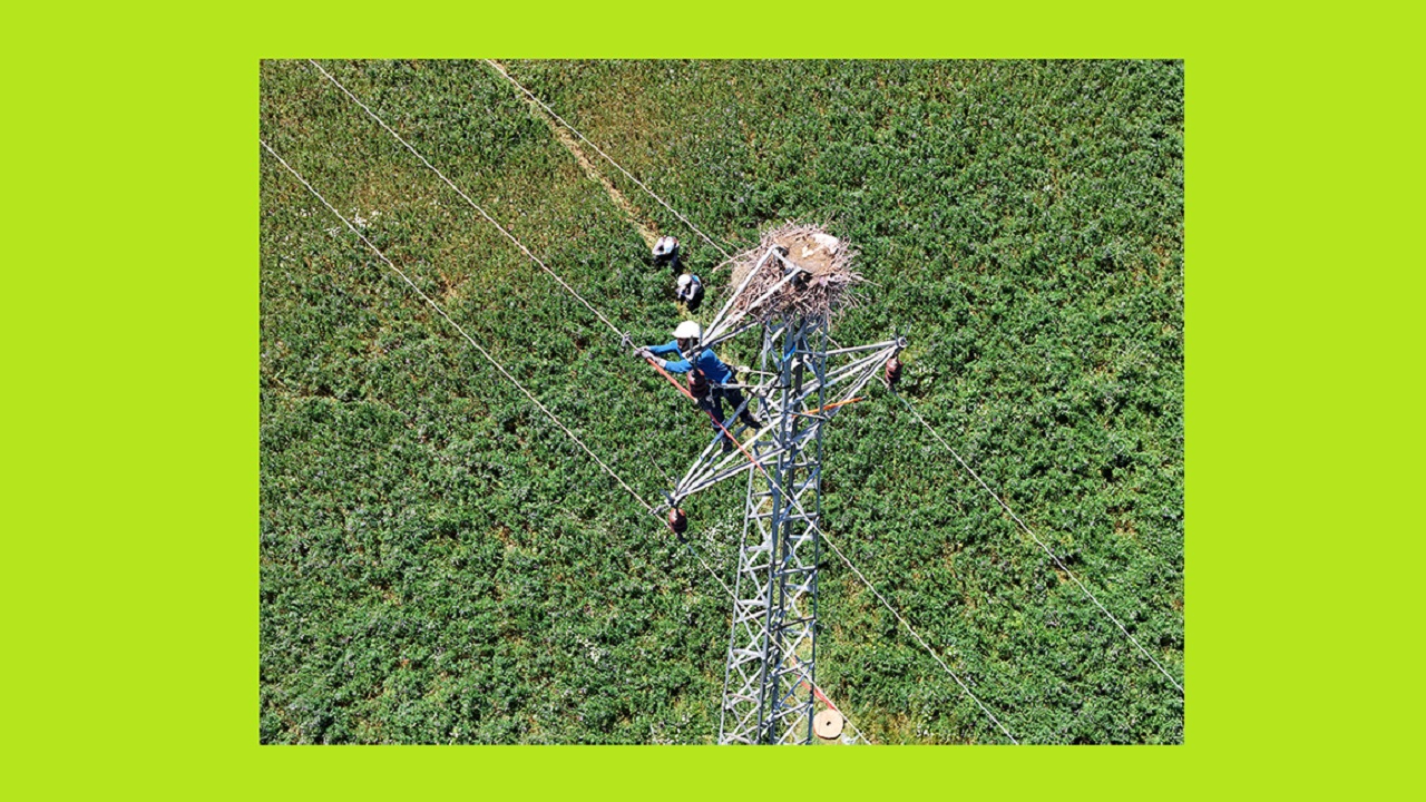 Fırat EDAŞ &#039;&#039;Leylekler Güvende&#039;&#039;