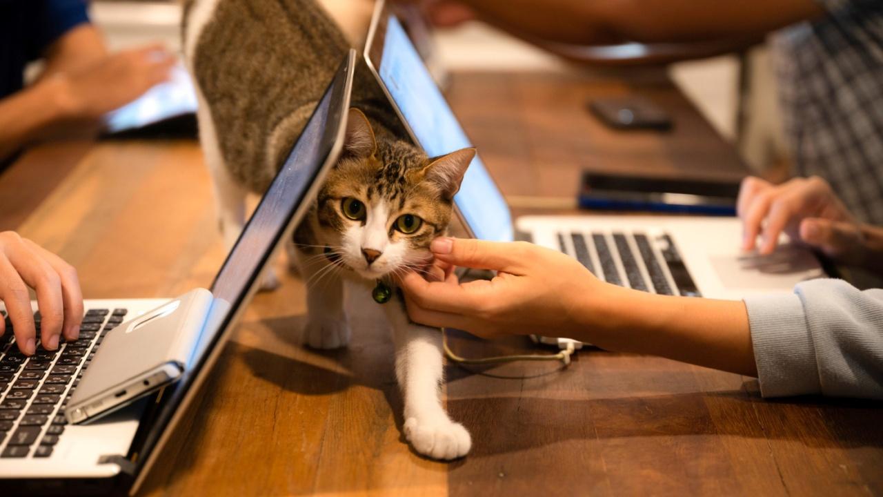 Enerjisa Üretim’den Evcil Dostlar için Güvence ve Destek