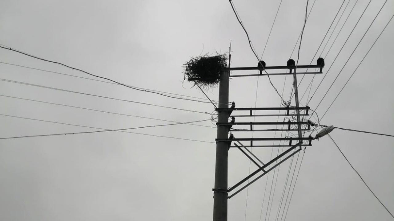 OEDAŞ “Kuşların göç yollarını güvenli hale getiriyor”