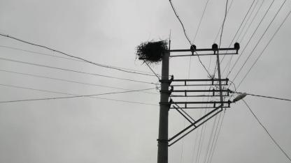 OEDAŞ “Kuşların göç yollarını güvenli hale getiriyor”