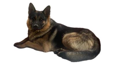 GÜNCEL 'Kedi ve köpek sahipleri SON tarih 31 Aralık'