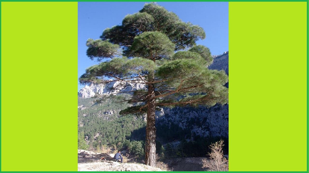 KTÜ Prof Dr. Gümüş -Türkiye&#039;nin sigortası KIZILÇAM ormanları