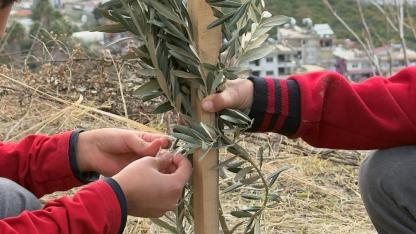 “Okul Bahçeleri Zeytin Bahçeleri Olsun Projesi” ilk fidan Hatay'a!