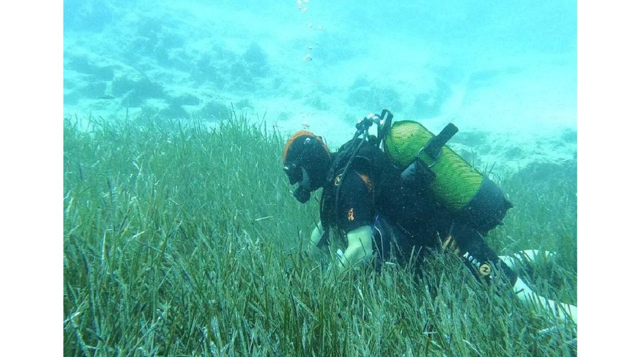 Deniz Çayırlarına Mavi Nefes ''Garanti BBVA ve TURMEPA’dan''