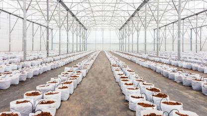 Seralar YAĞMUR Hasadı Su Kaynakları için Baskıyı Azaltıyor!