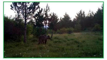 Türkiye'de 4 MEVSİM yaban hayatında doğal yaşam - Enerji TV