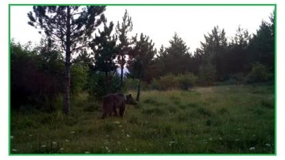 Türkiye'de 4 MEVSİM yaban hayatında doğal yaşam - Enerji TV