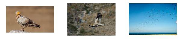 YENİ çalışma 'Kuşları GÖÇ Yolculuğunda ELEKTRİK çarpmayacak'