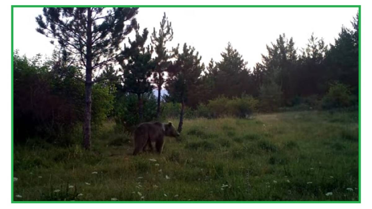 Türkiye'de 4 MEVSİM yaban hayatında doğal yaşam - Enerji TV