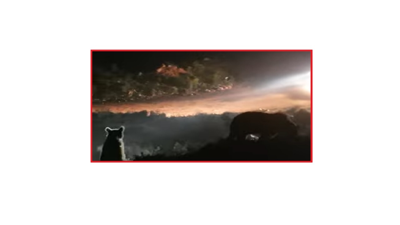 'Elektrik arızaya giderken AYI sürüsüyle karşılaştılar!