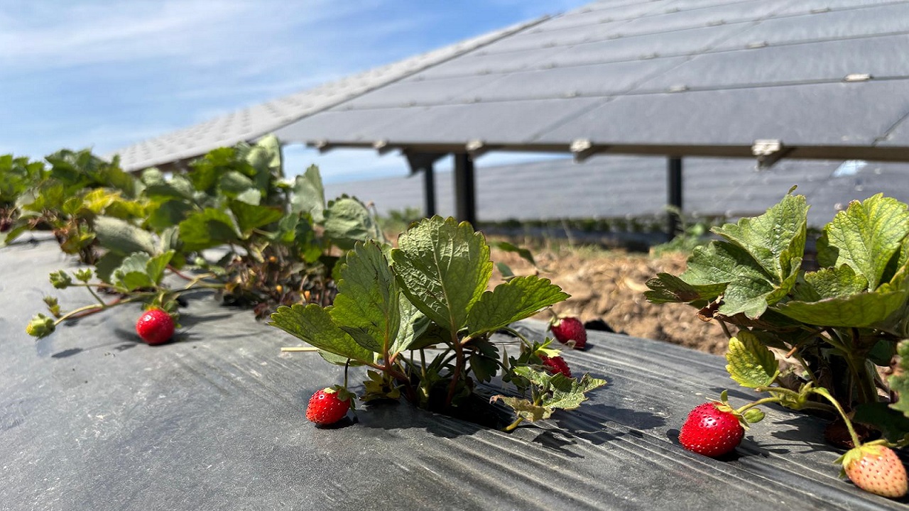 Enerjisa GÜNEŞ panellerinin altında yetiştirdi!