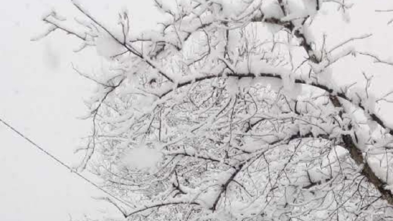 🎙️ Sesli Komutlar