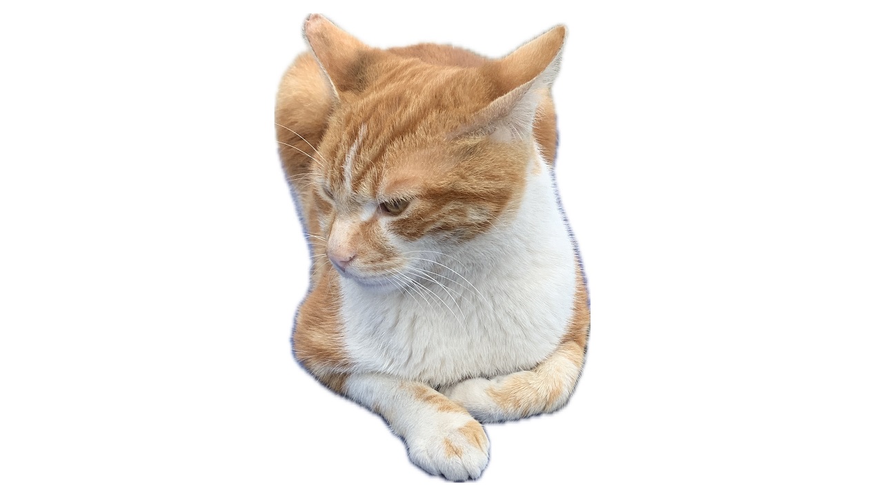 DİKKAT 'Kedi ve köpekler sahipleri SON tarih 31 Aralık'