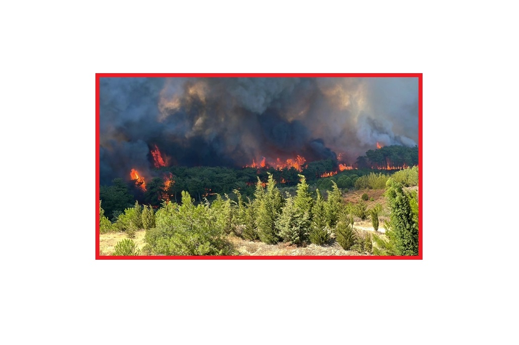 2025'in önemli ÇEVRE olayları 'TEMA Vakfı hazırladı'