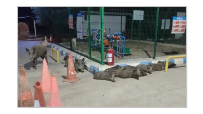 Domuzlar BENZİNLİKLERE inmeye başladı!